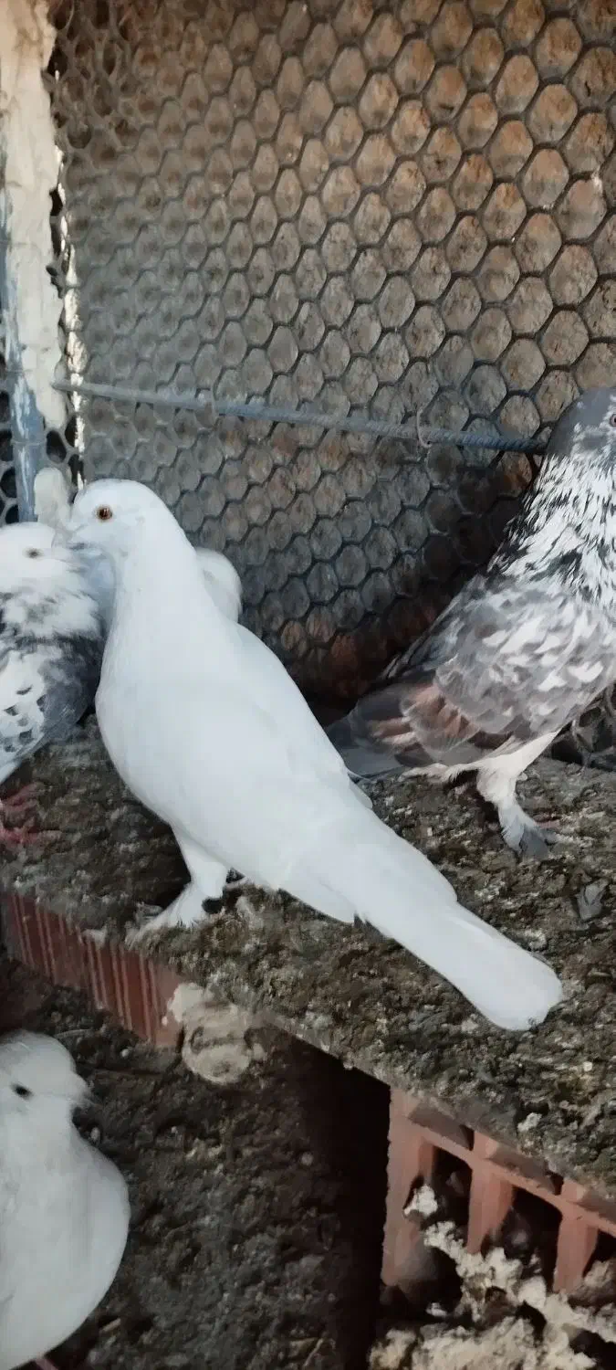 پرنده|پرنده|خان ببین, |دیوار