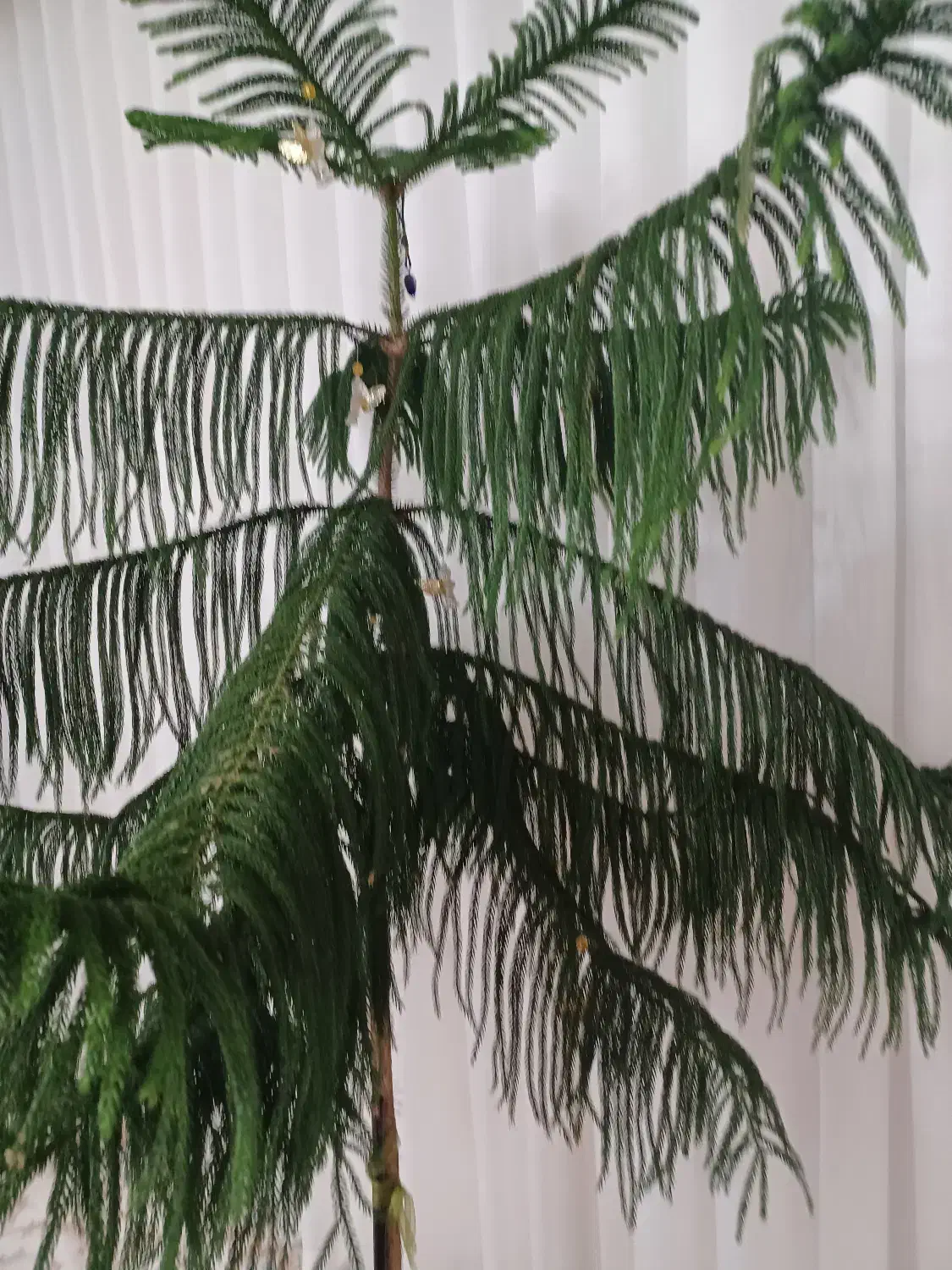 گل مطبق|گل و گیاه طبیعی|رباط‌کریم, رباط‌کریم|دیوار