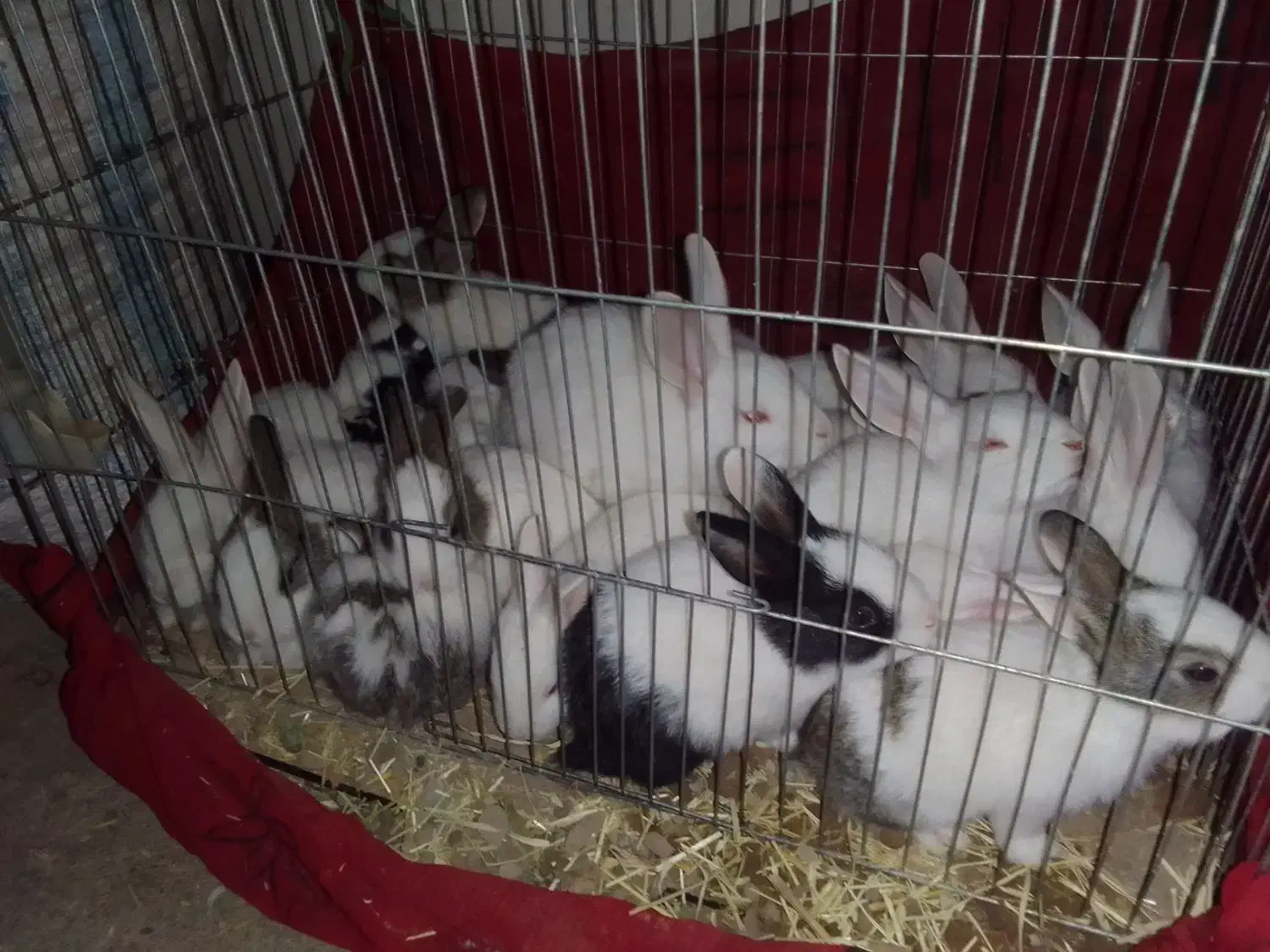 خرگوش|موش و خرگوش|مروست, |دیوار