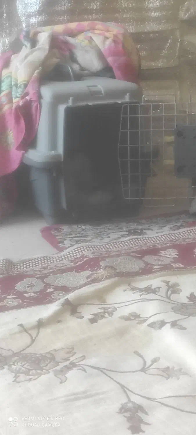 توله سگ اشپیتز به همراه باکس|سگ|آبادان, |دیوار