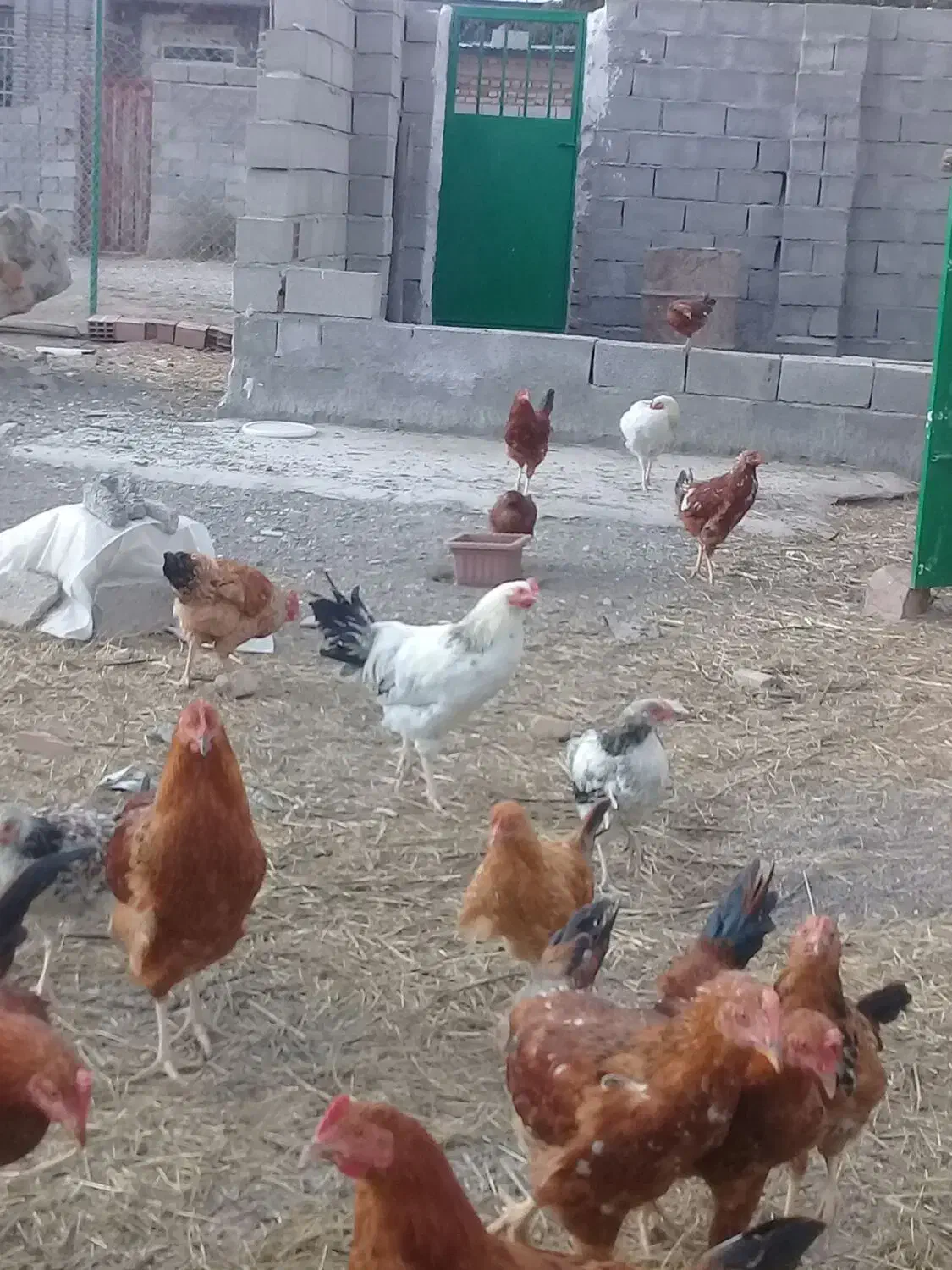 مرغ وخروس|حیوانات مزرعه|اردبیل, |دیوار