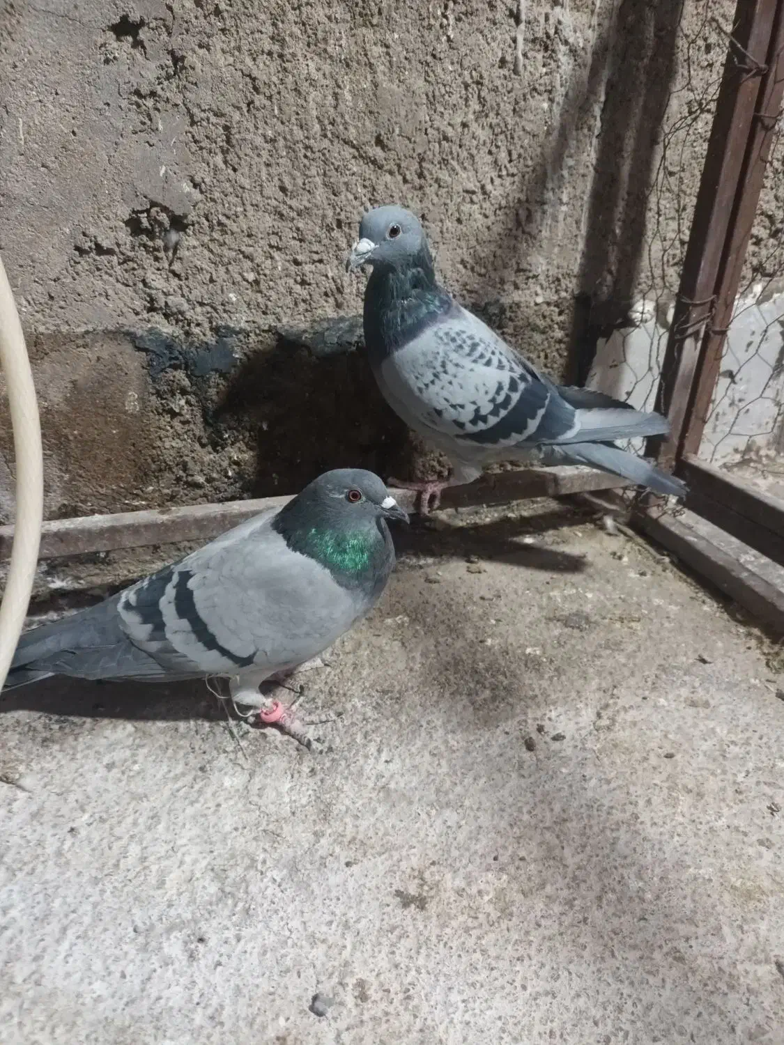 یک جفت سبز پلاکی|پرنده|مرودشت, پشت سایپا‎|دیوار