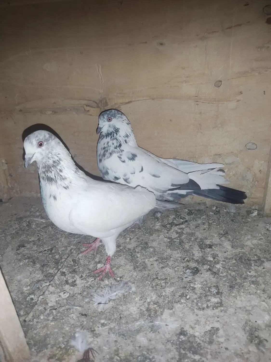 کفتر فروشی|پرنده|قم, علی آباد سعدگان|دیوار