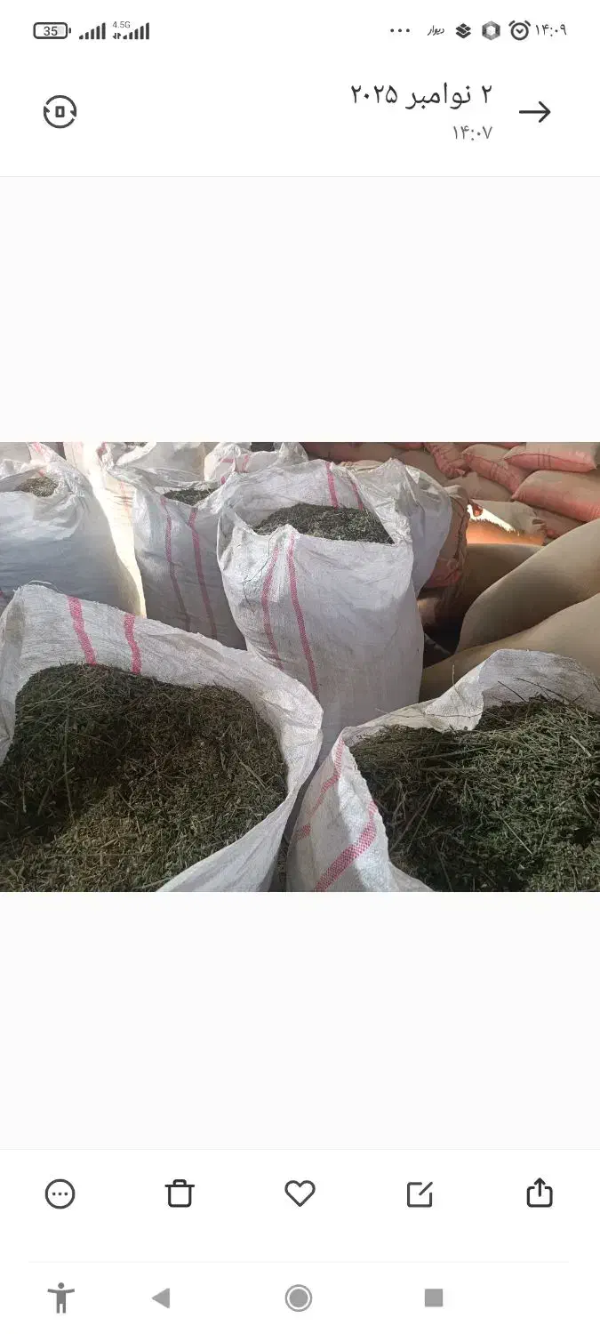 کاه یونجه|خدمات باغبانی و درختکاری|گتوند, |دیوار