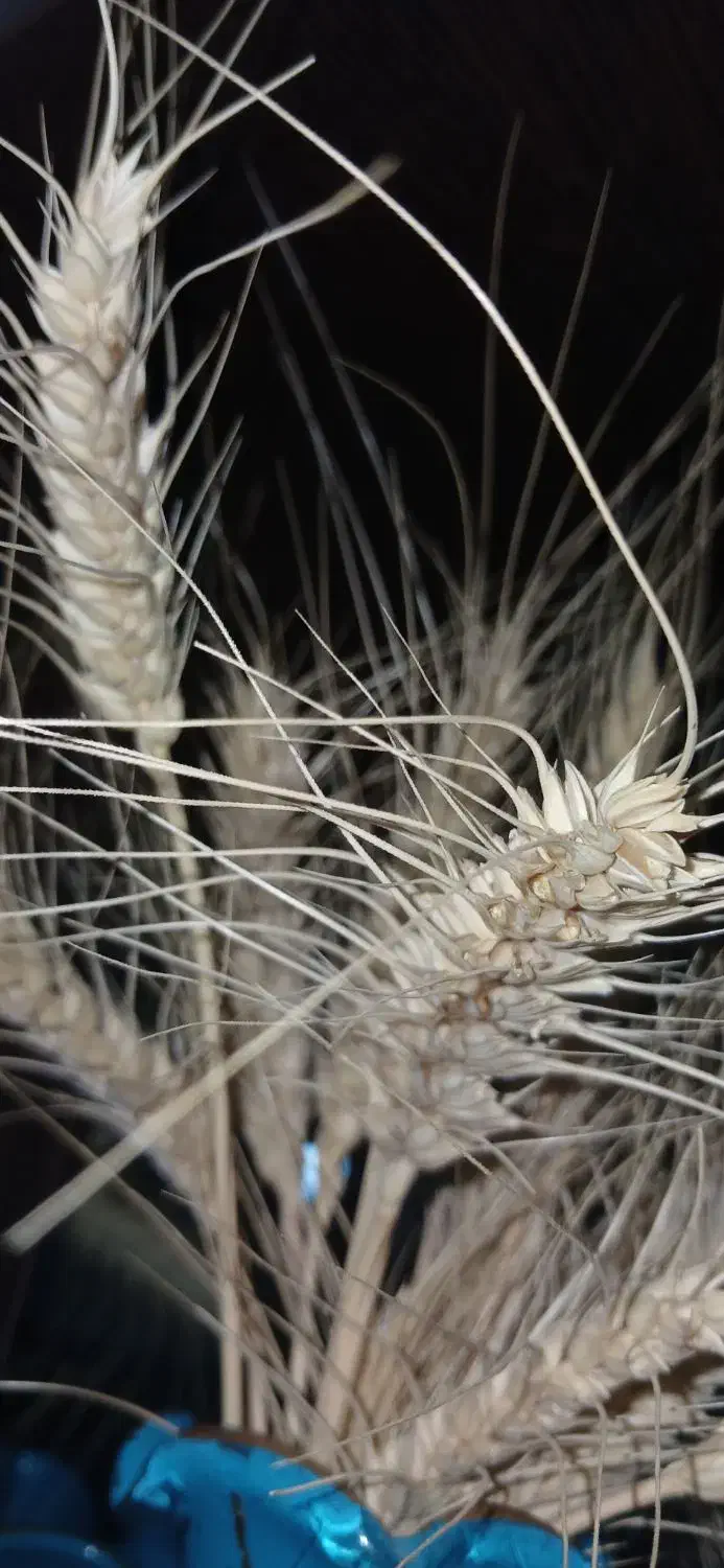 اجاره زمین کشاورزی برای کاشت گندم یاجو|اجارهٔ دفتر صنعتی، کشاورزی، تجاری|باروق, |دیوار