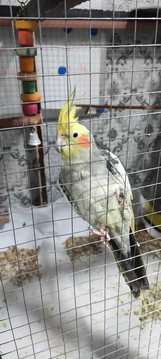 عروس هلندی|پرنده|دوگنبدان, |دیوار