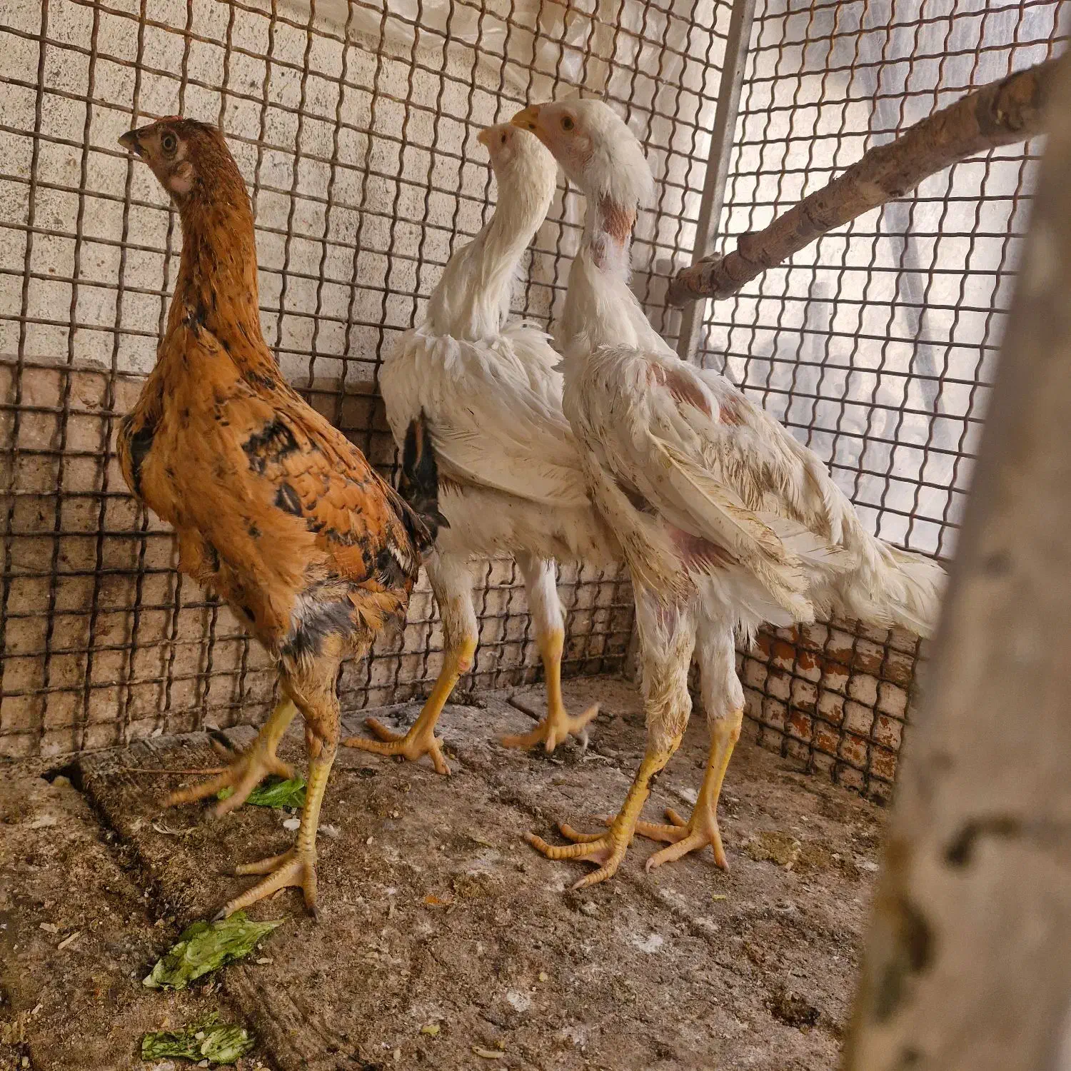 جوجه‌لاری‌|حیوانات مزرعه|کرمانشاه, |دیوار