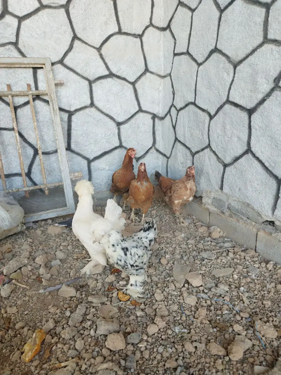 مرغ تخم گذار|حیوانات مزرعه|برخوار, |دیوار