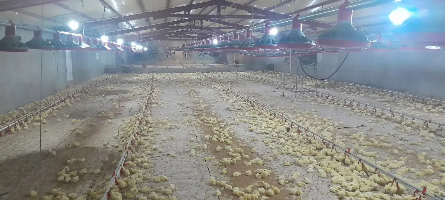 کارگر مرغداری|استخدام صنعتی، فنی، مهندسی|دیواندره, |دیوار