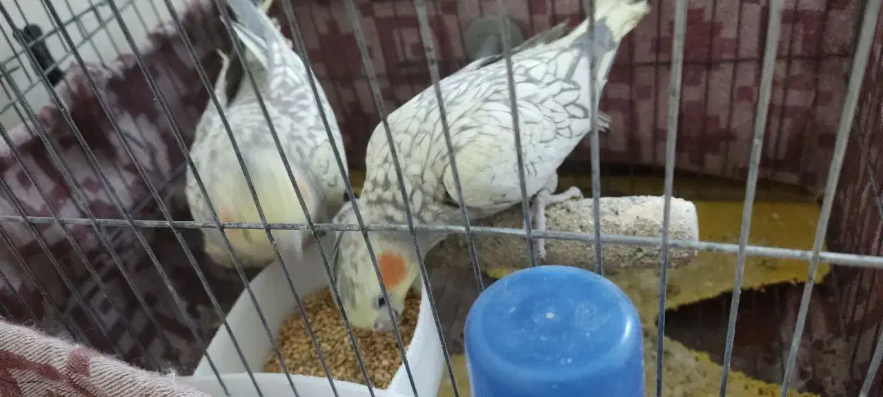 عروس هلندی مولد|پرنده|روانسر, |دیوار