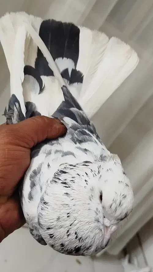 کفتر پرشی|پرنده|پاکدشت, پاکدشت (مامازند)|دیوار