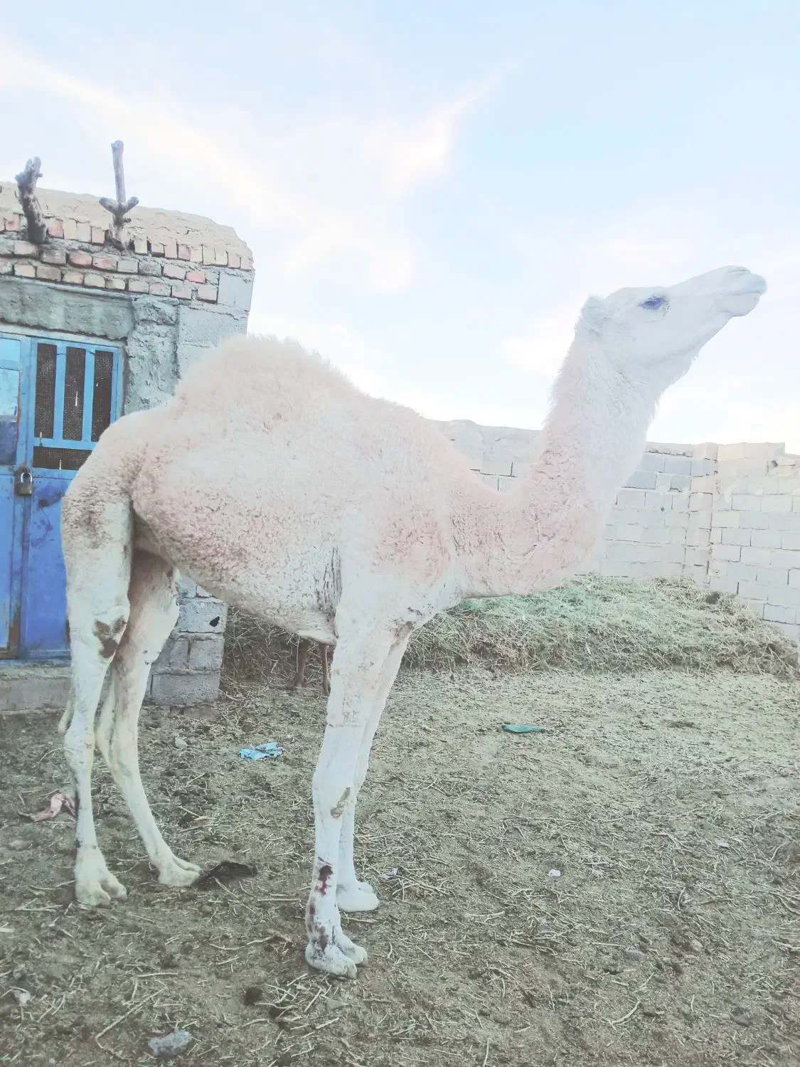 شتر سفید ماده|حیوانات مزرعه|خاش, |دیوار