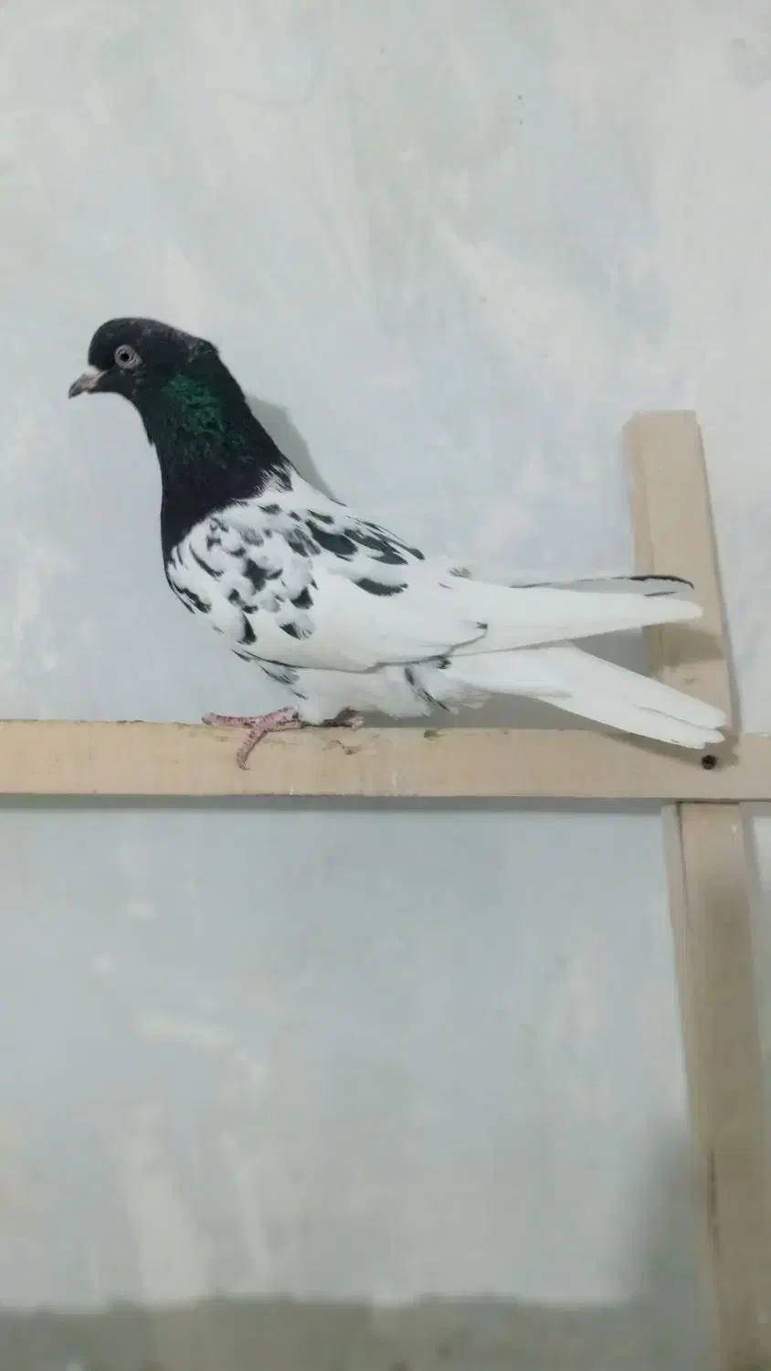 کبوتر|پرنده|ملایر, |دیوار