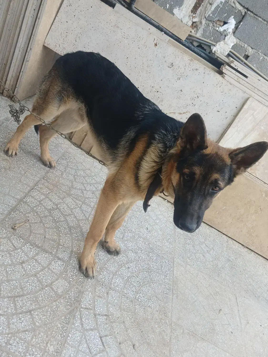 سگ ژرمن شپرد نر|سگ|کرج, اخگرآباد|دیوار