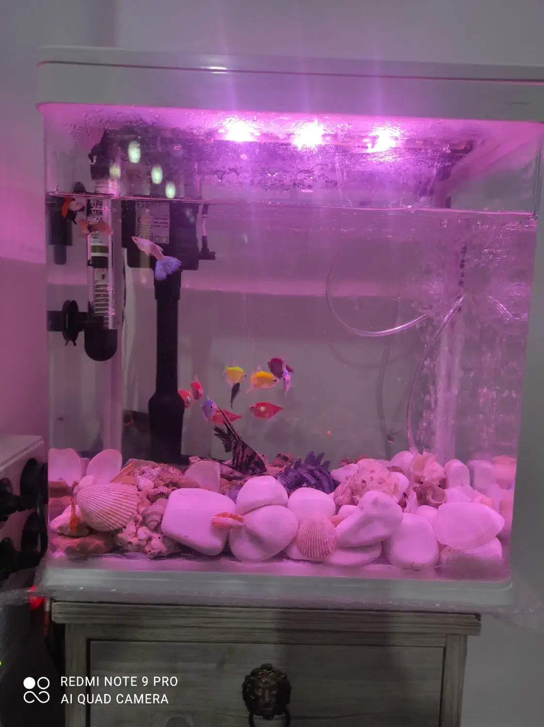 اکواریوم|ماهی|بوشهر, |دیوار