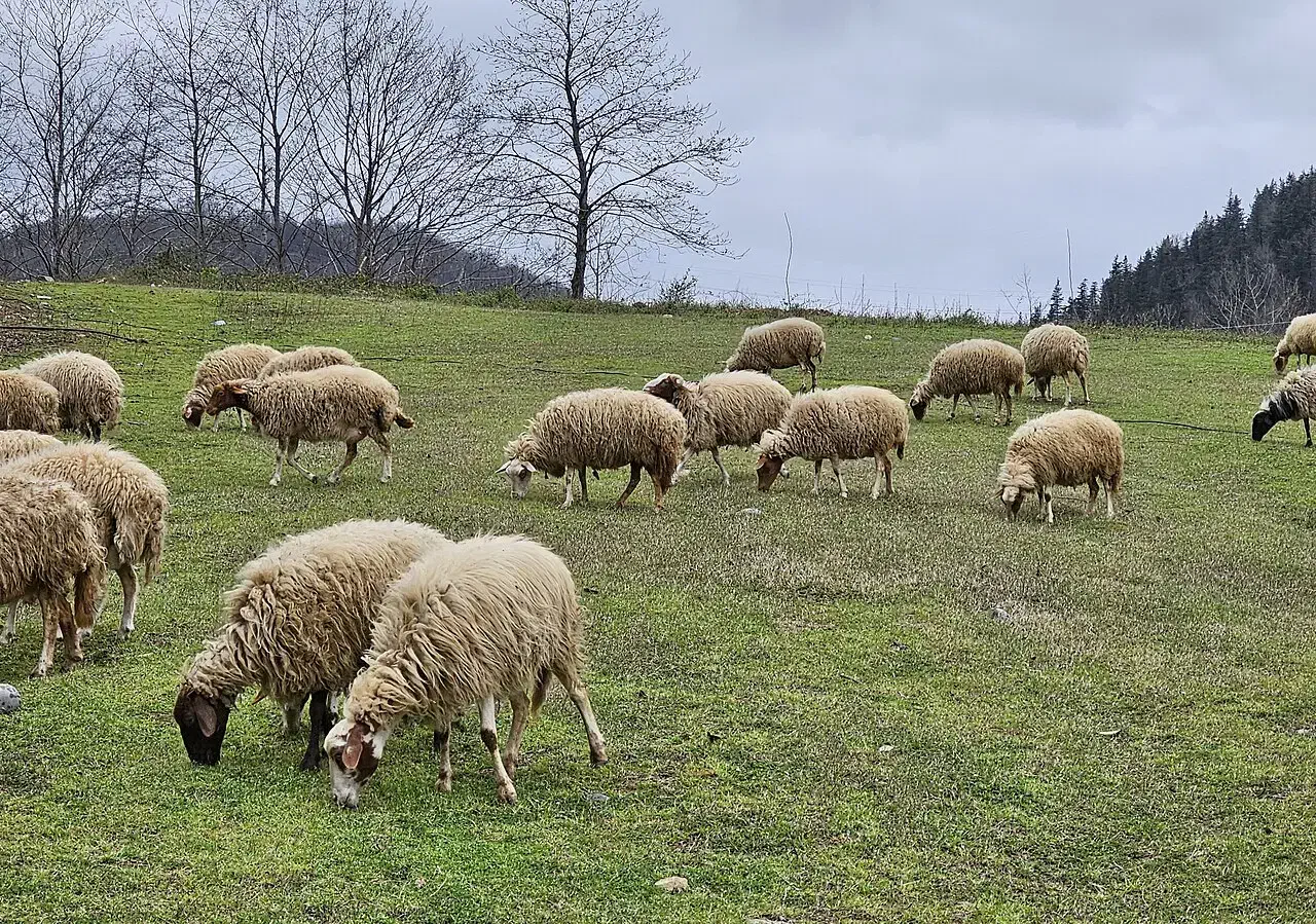 گوسفند و گله|حیوانات مزرعه|کوهدشت, |دیوار