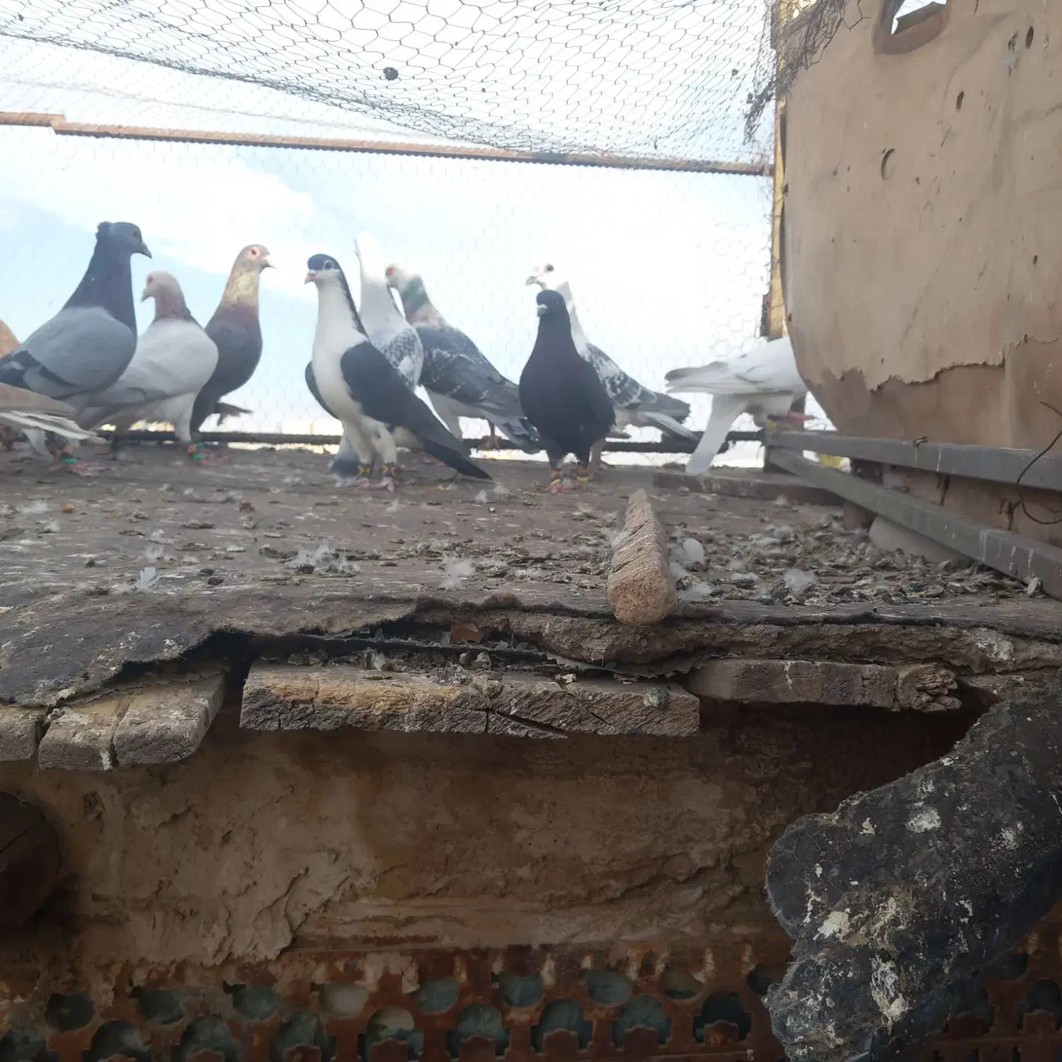 چند تا رنگه المانی|پرنده|تربت‌حیدریه, آسایش|دیوار