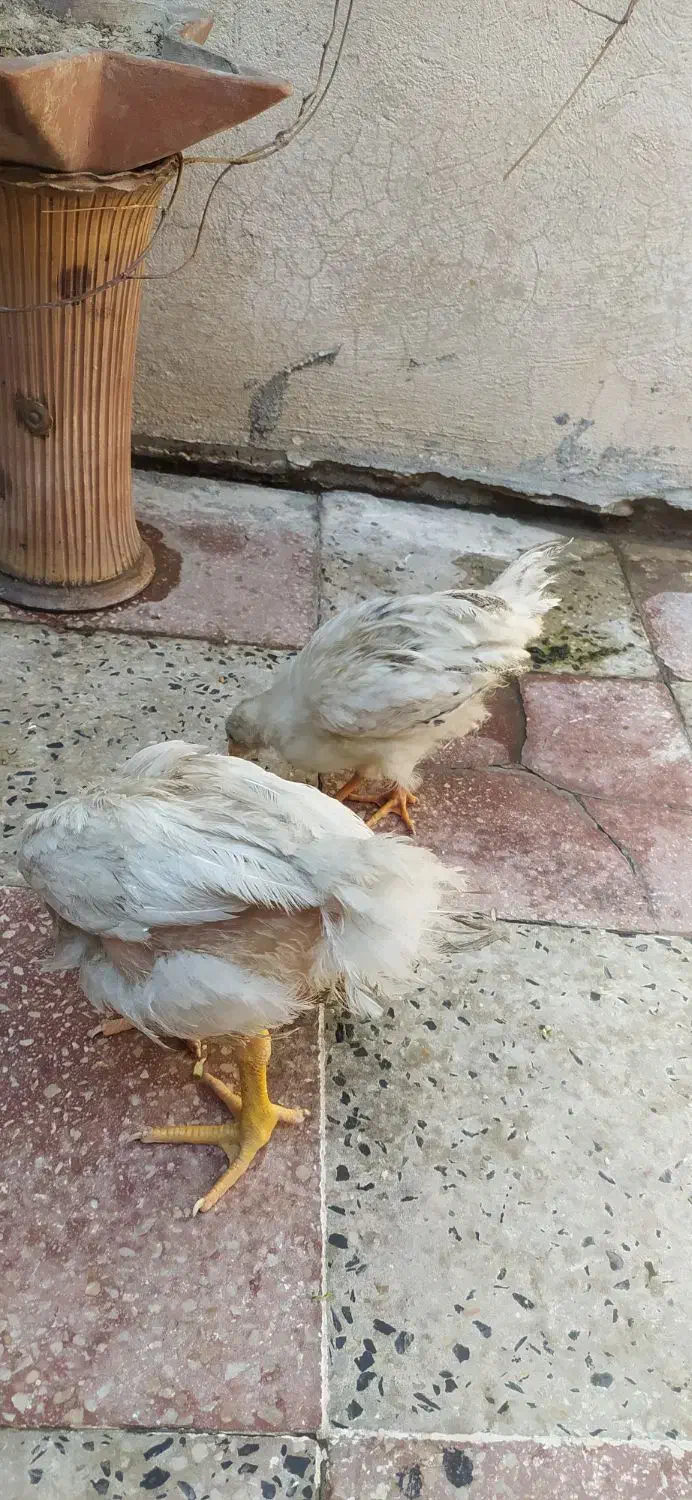 جوجه محلی|حیوانات مزرعه|کازرون, |دیوار