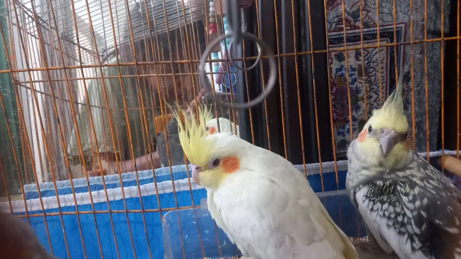 یک جفت عروس هلندی|پرنده|قائمشهر, |دیوار