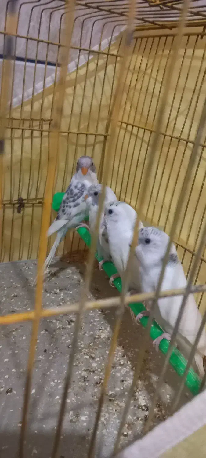 مرغ عشق جوان|پرنده|بندر ترکمن, |دیوار