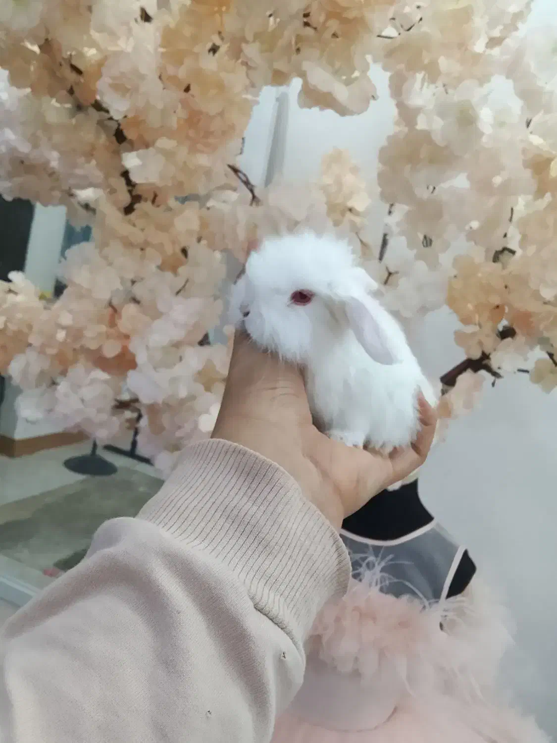 خرگوش های مینی لوپ عروسکی|موش و خرگوش|مشهد, چهاربرج|دیوار