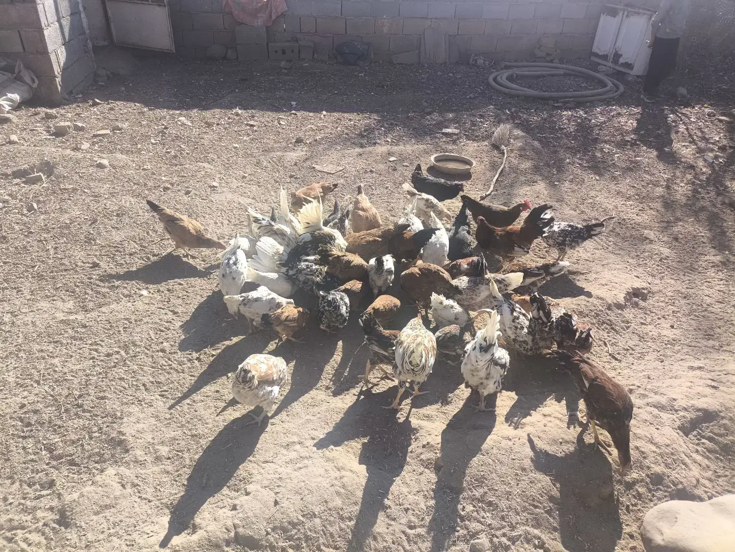 مرغ و خروس و جوجه|حیوانات مزرعه|تویسرکان, |دیوار