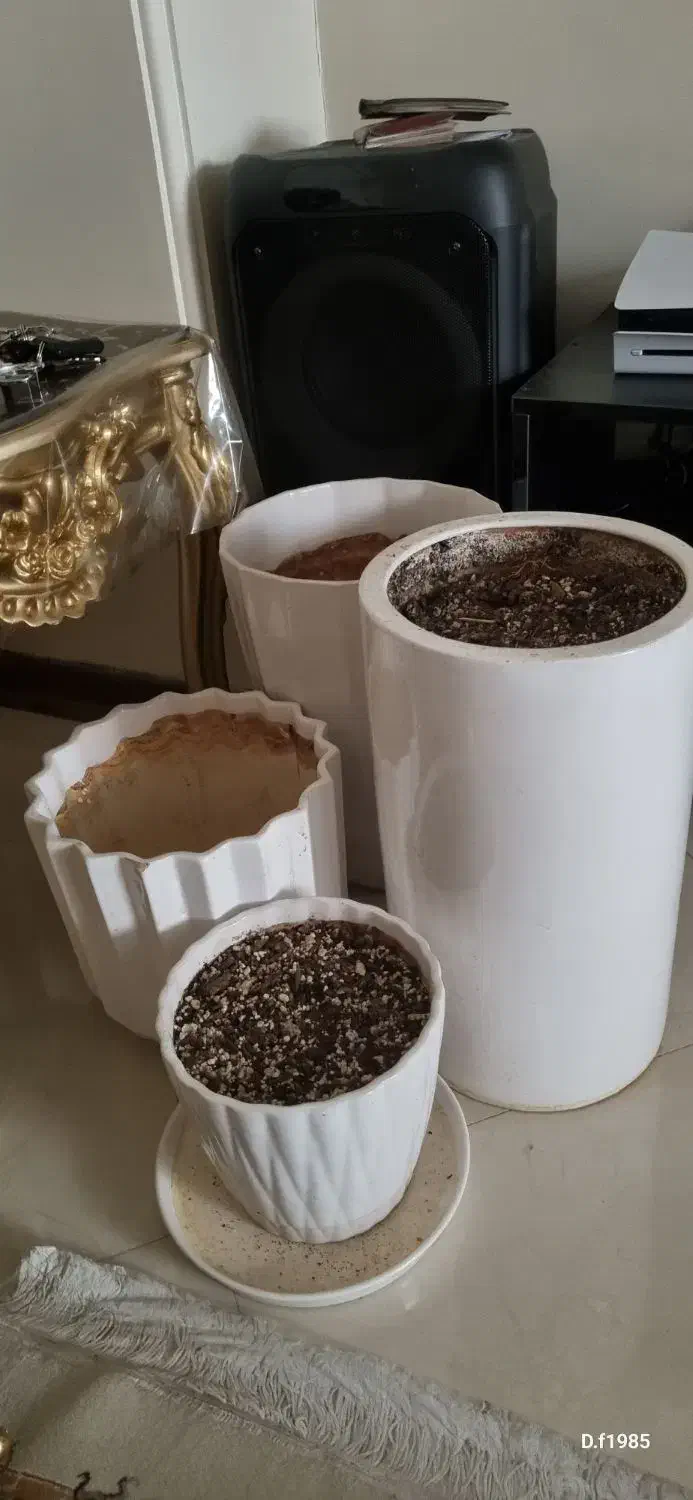 گلدان|گل و گیاه طبیعی|تهران, شهرک فردوس (حسینی)|دیوار