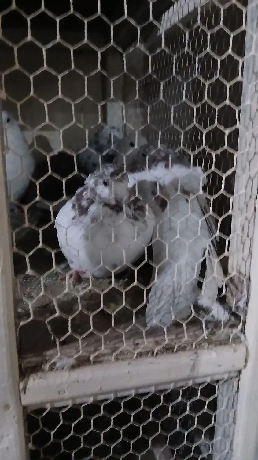 کبوتر پرشی|پرنده|مشکیندشت, |دیوار