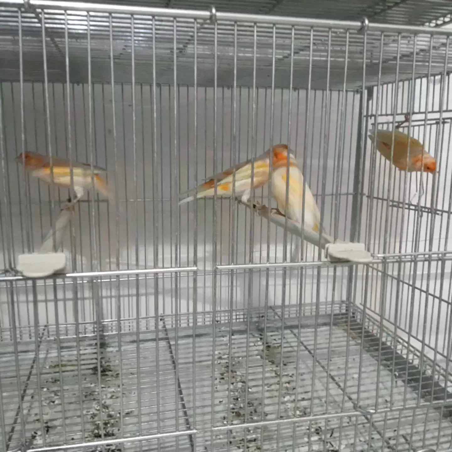 قناری نروماده موزاییکی|پرنده|اصفهان, فیزادان|دیوار