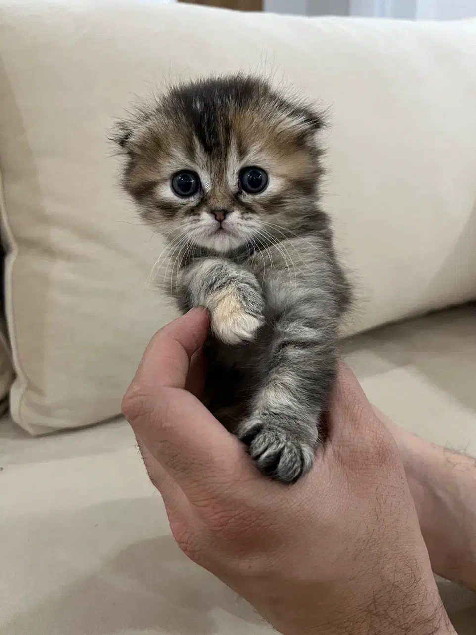 گربه بریتیش اسکاتیش|گربه|تهران, منیریه|دیوار