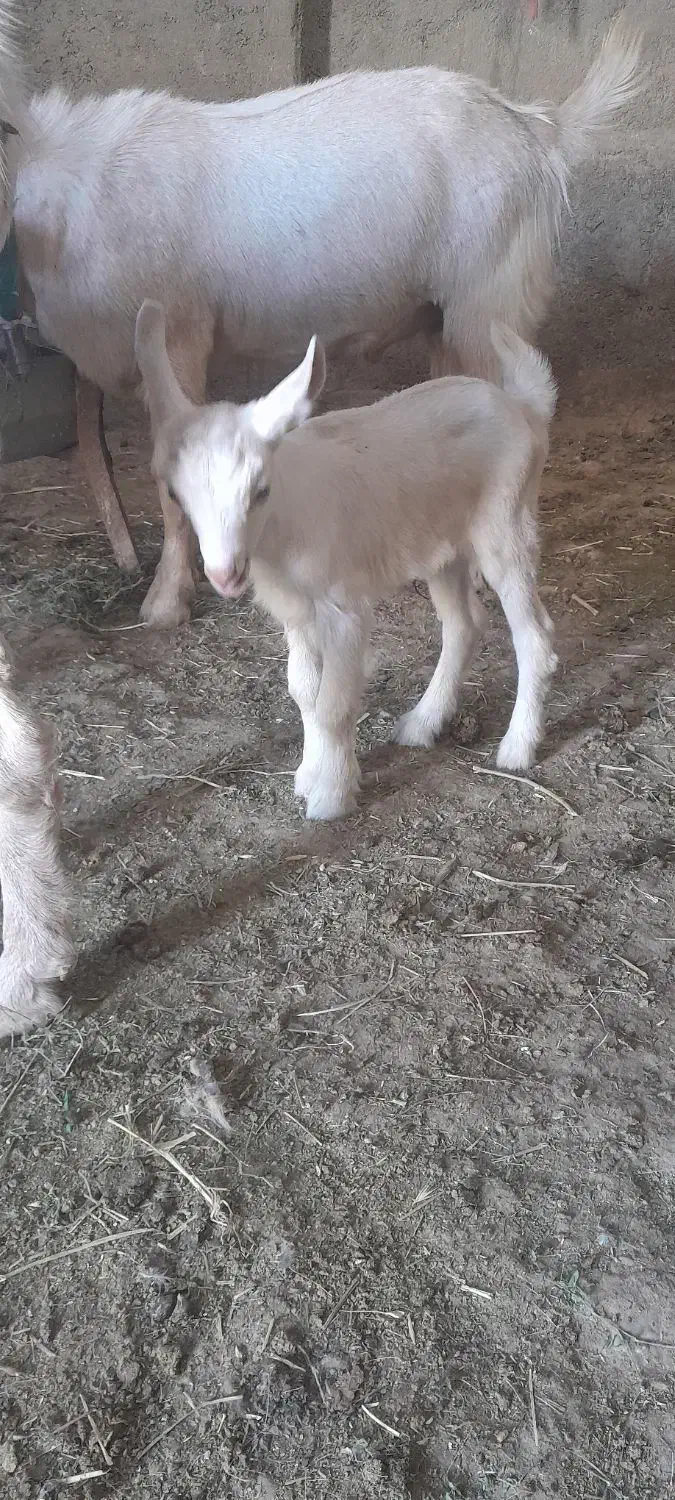 بزغاله نر|حیوانات مزرعه|آبکوه, |دیوار