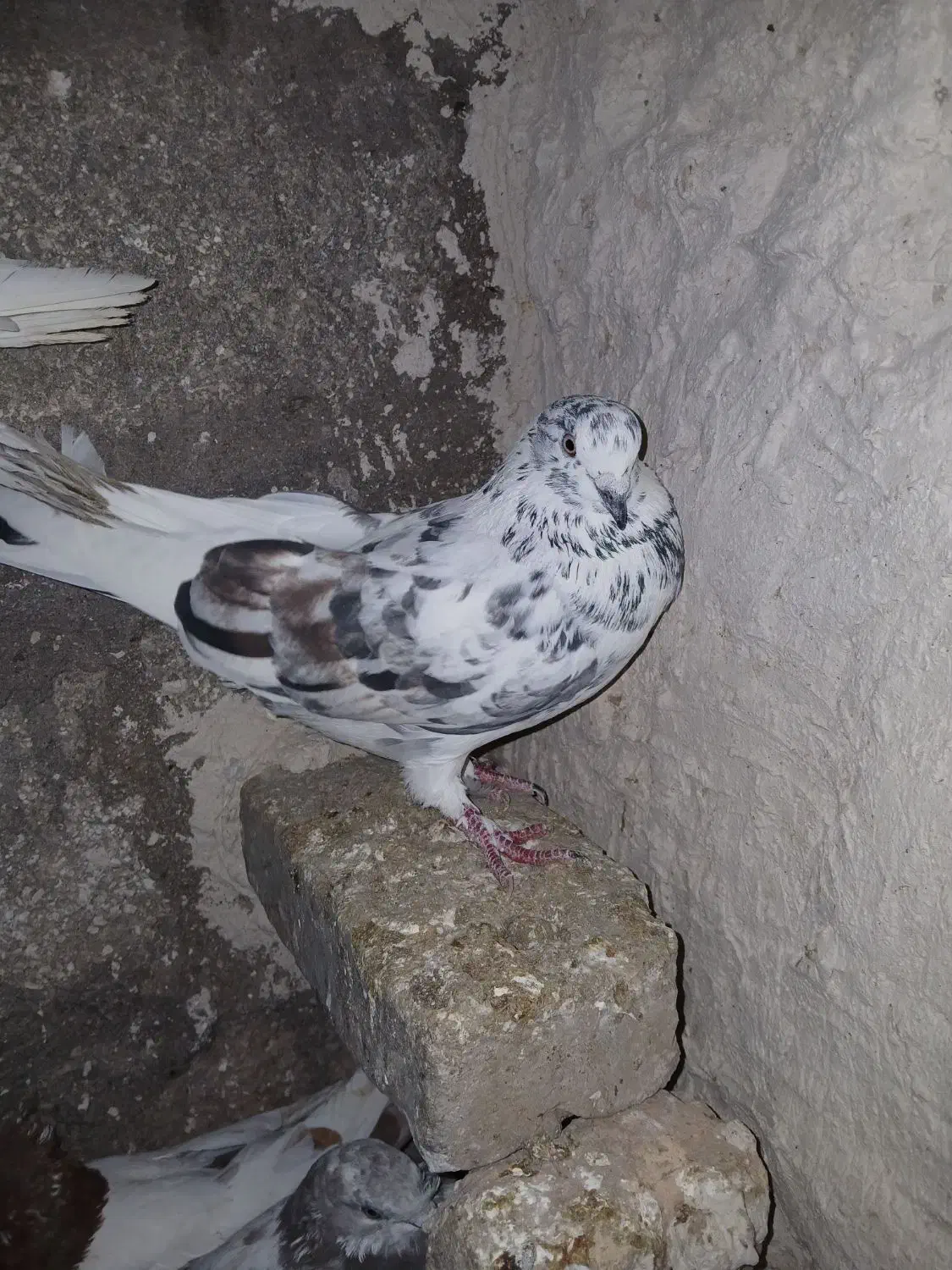 کبوتر پرشی|پرنده|مرند, |دیوار