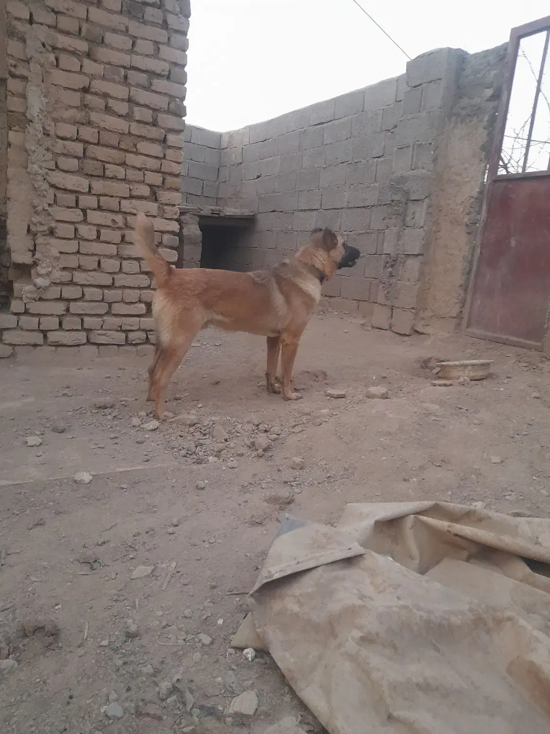 سگ محلی|خدمات آموزشی|رزن, |دیوار