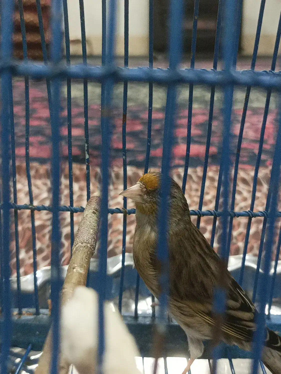 سهره قناری نر|پرنده|قم, قلعه کامکار|دیوار