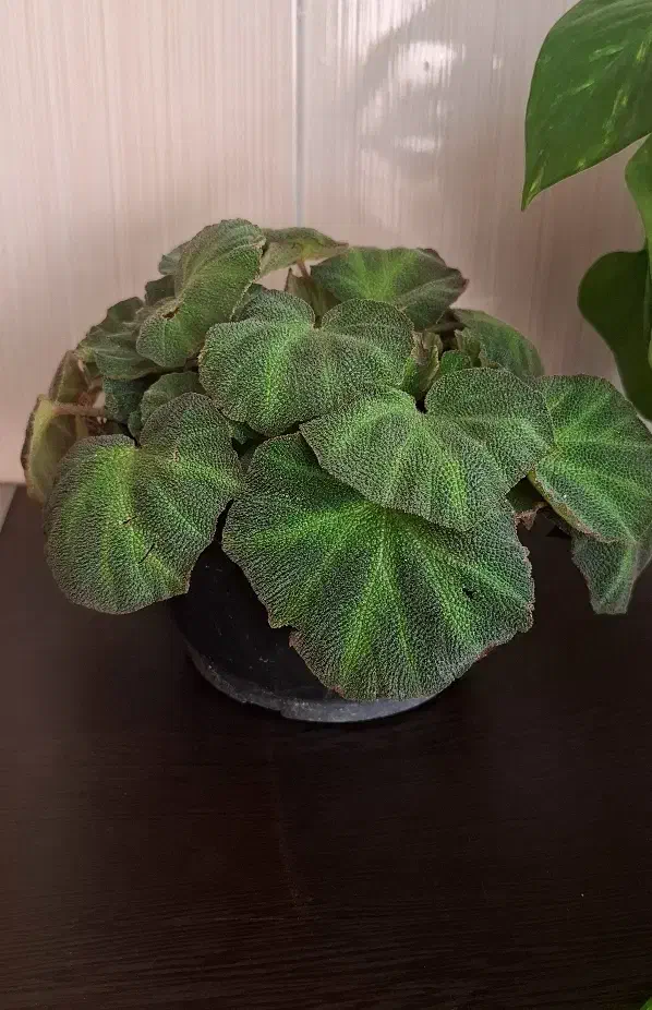 گل طبیعی بگونیای موکتی|گل و گیاه طبیعی|قدس, شهرقدس|دیوار