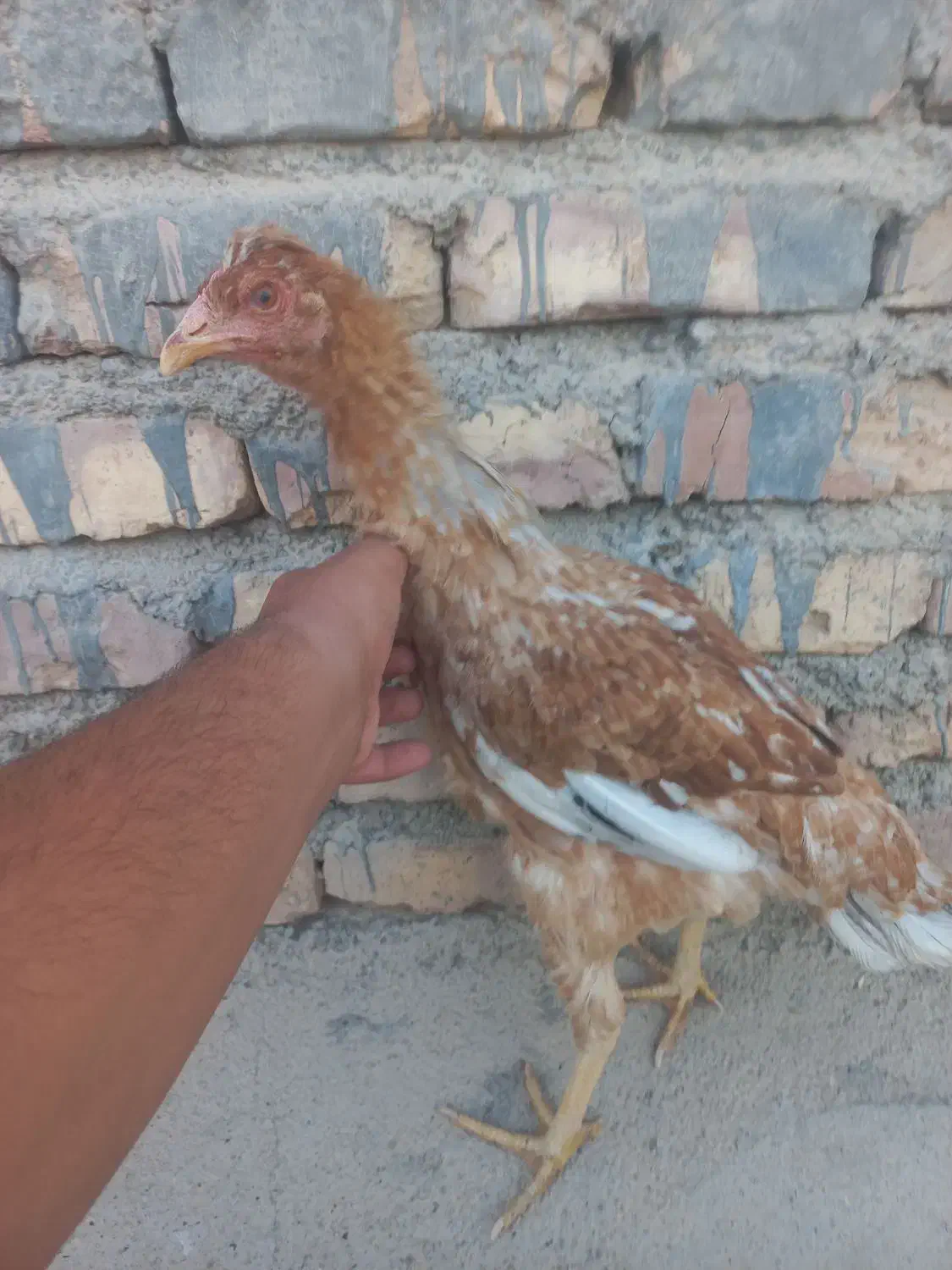 نوچه لاری معاوضه با خروس لاری و بوقلمون جوجه|حیوانات مزرعه|زابل, |دیوار