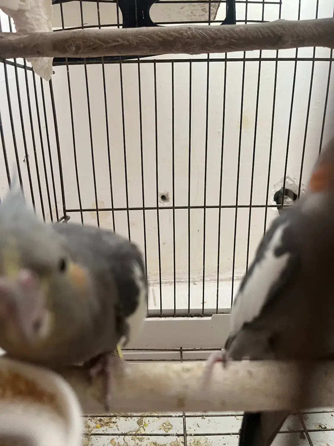 جفت عروس‌هلندی با سه جوجه|پرنده|چهارباغ, |دیوار