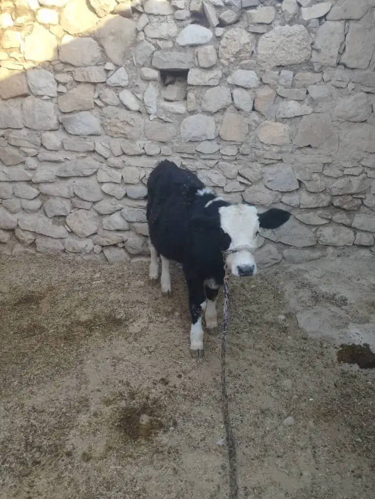 گوساله|حیوانات مزرعه|دهدشت, |دیوار
