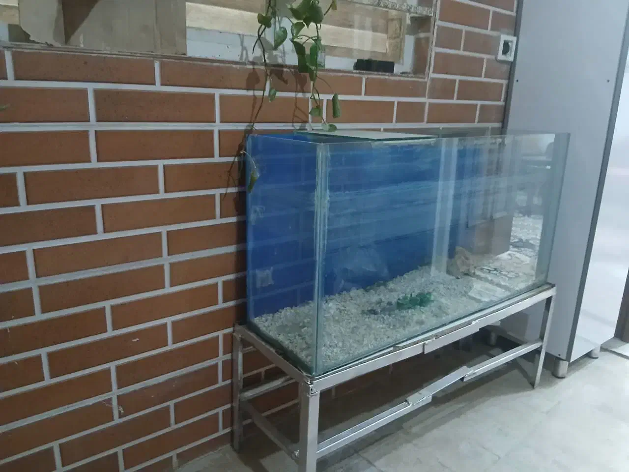 آکواریوم|ماهی|فردوسیه, |دیوار