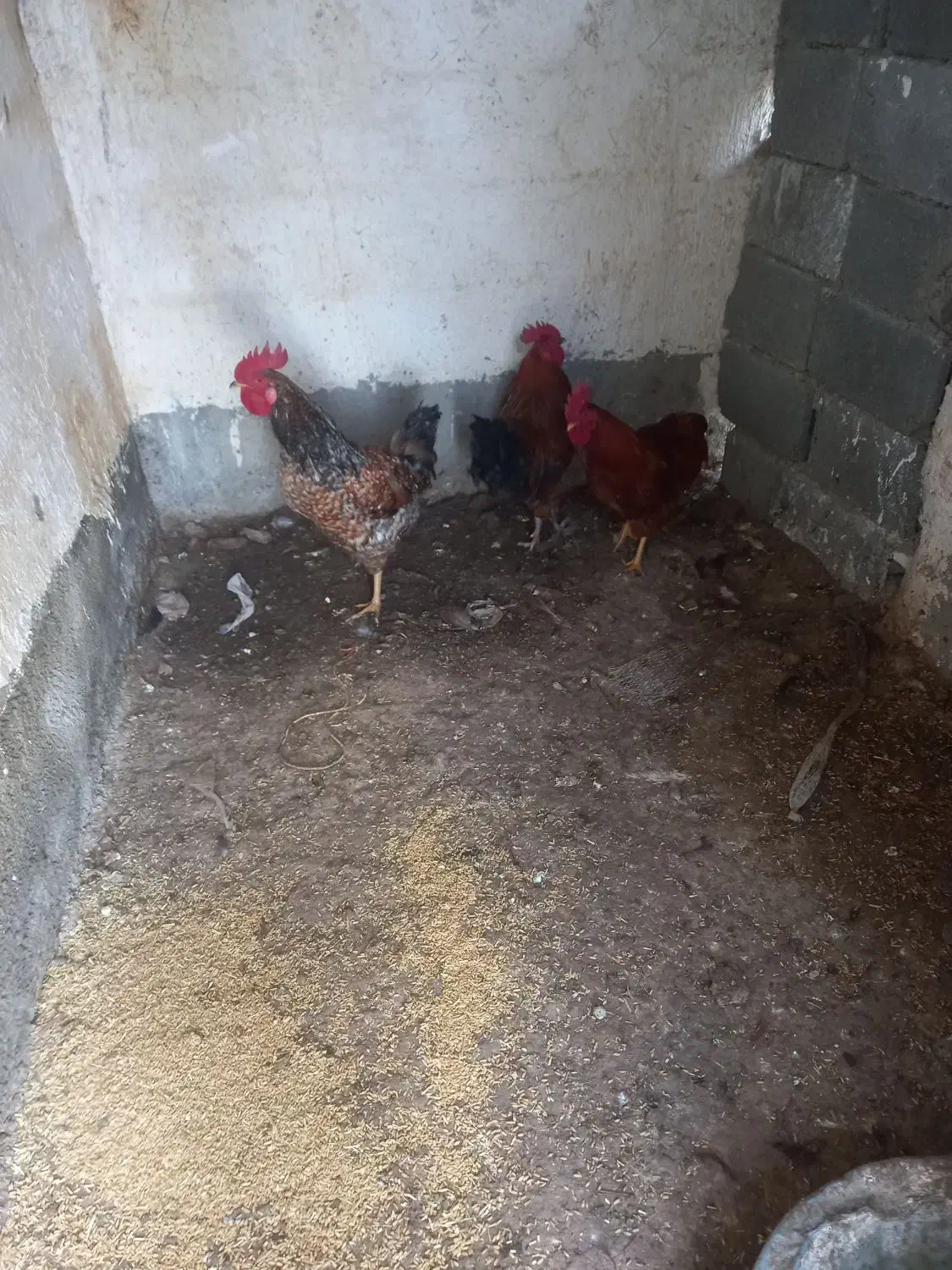 فروش خروس|حیوانات مزرعه|هشتگرد, تهران دشت|دیوار