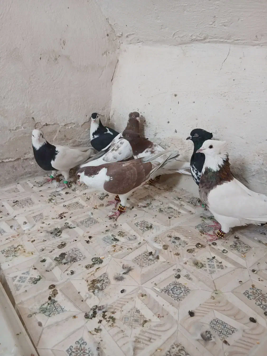 کفتر بازی هستن آلمانی و رنگه|پرنده|تربتحیدریه, حاجی یار|دیوار