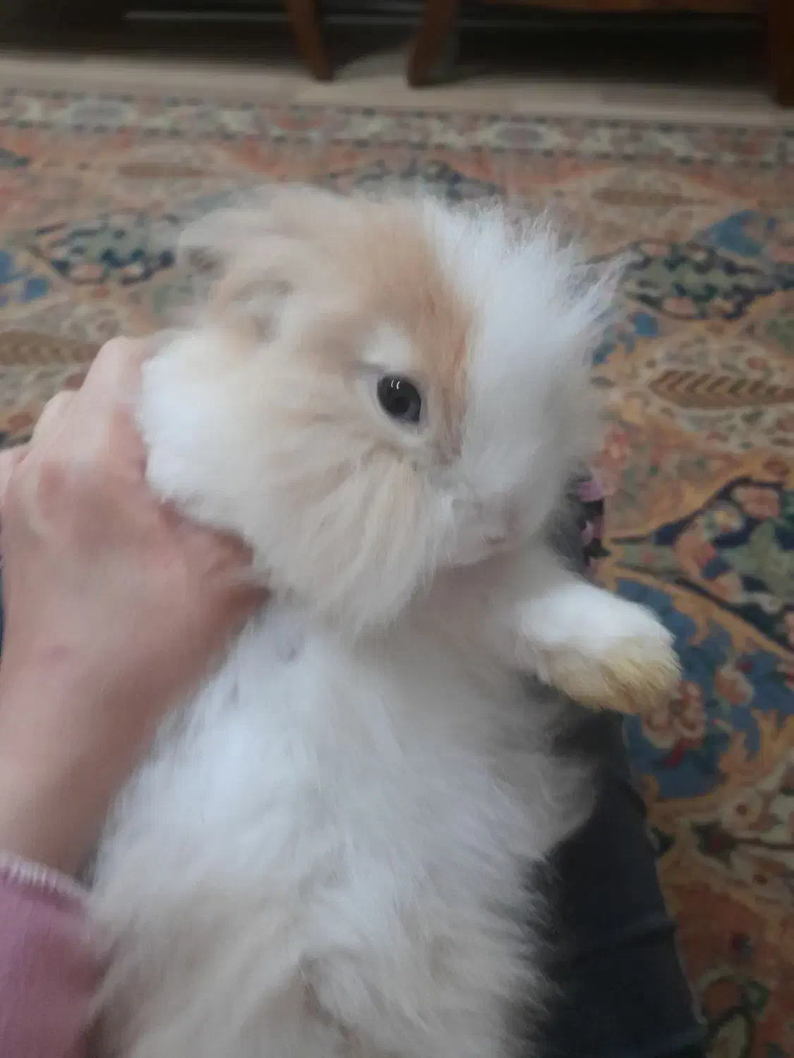 خرگوش لوپ|موش و خرگوش|شوشتر, |دیوار