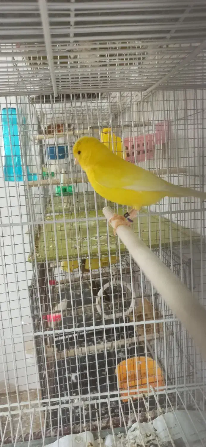 قناری یلو و سبز.|پرنده|بندرعباس, |دیوار