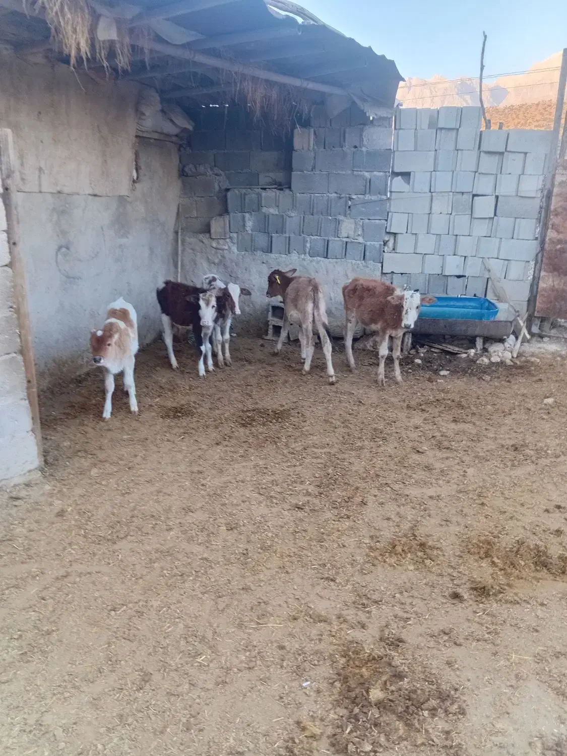 گاو وگوساله کوچک|حیوانات مزرعه|سده (فارس), |دیوار