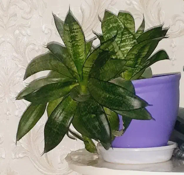 فروش|گل و گیاه طبیعی|ارومیه, |دیوار