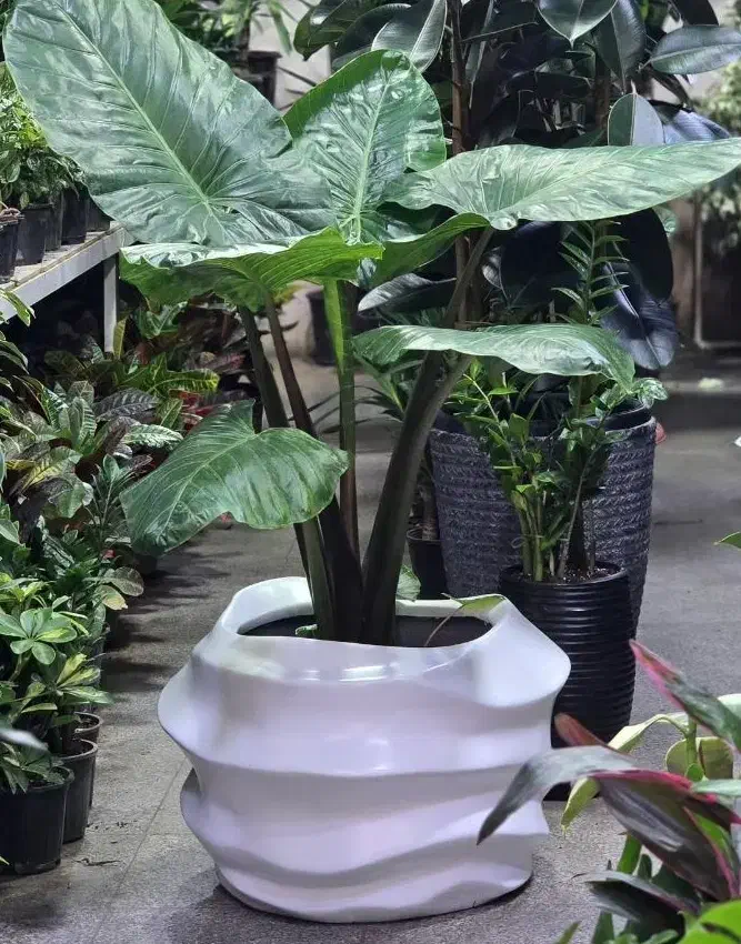 گلدان فایبرگلاس مدرن  مدل موج|گل مصنوعی|رشت, شهرک پردیسان|دیوار