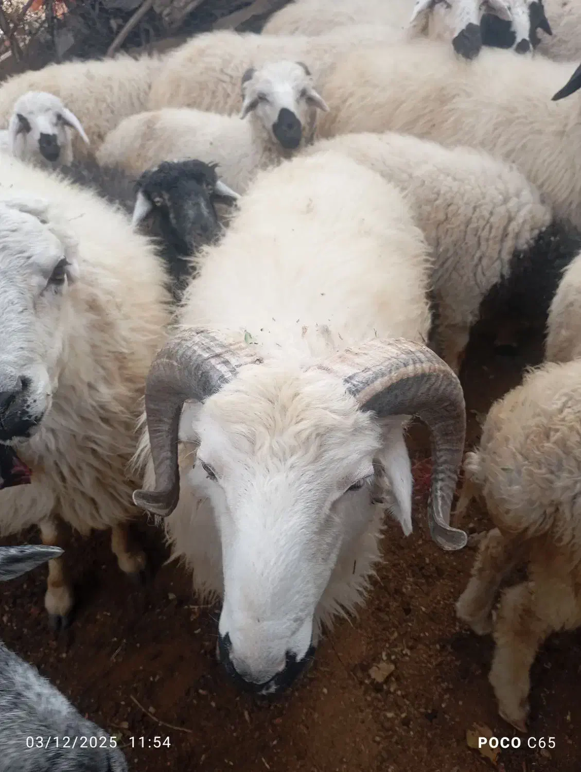 میش وقوش|حیوانات مزرعه|بردسیر, |دیوار