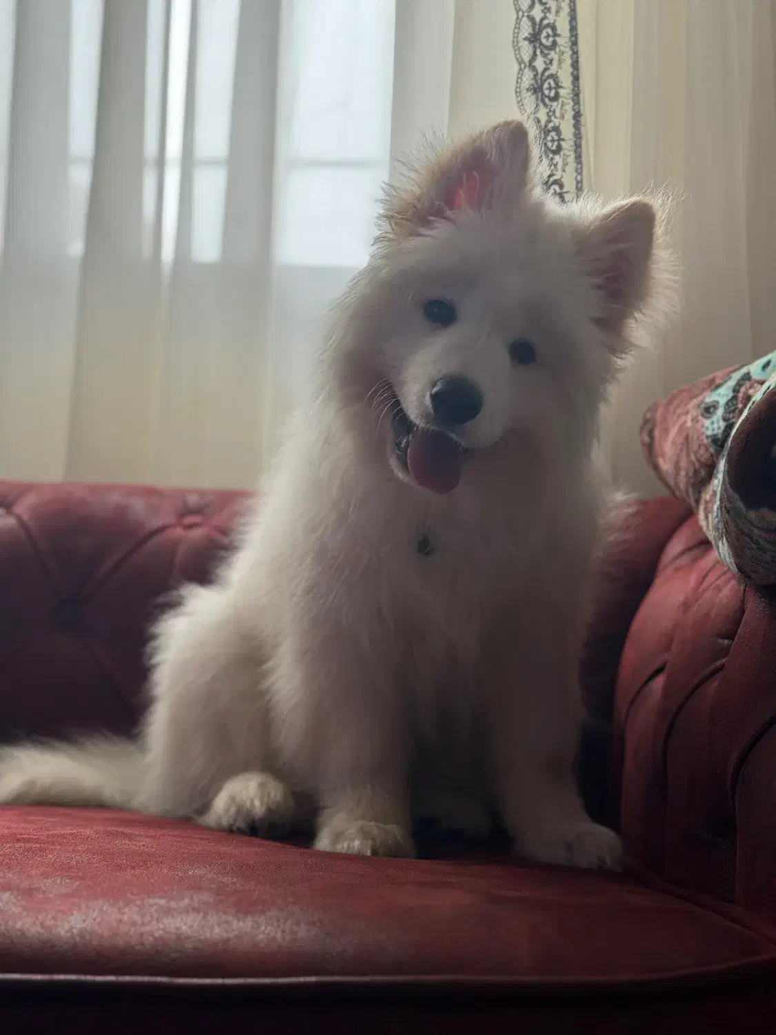 توله سامویید|سگ|ری, جوانمرد قصاب|دیوار