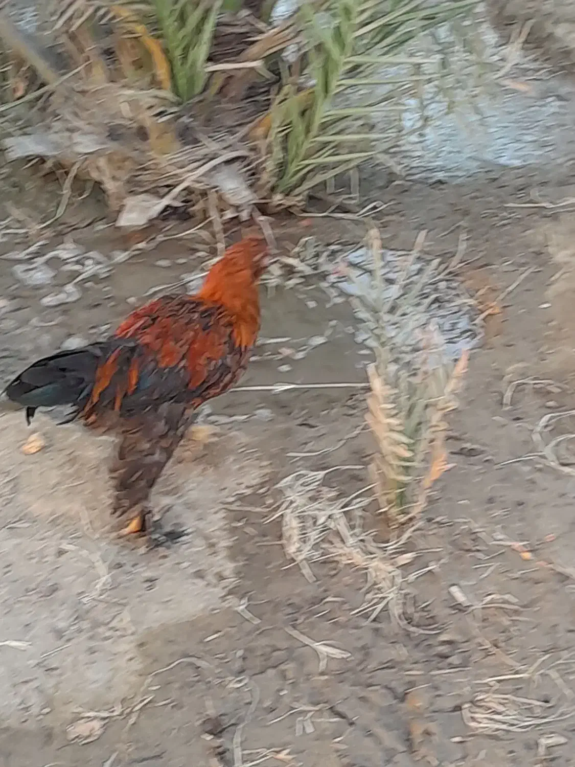 چابهاری و پاپر|حیوانات مزرعه|میناب, |دیوار