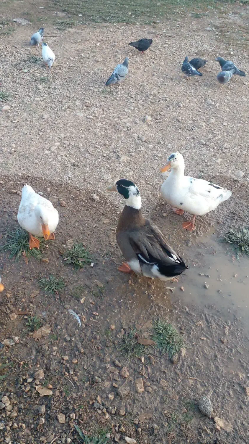 اردک|حیوانات مزرعه|یاسوج, |دیوار